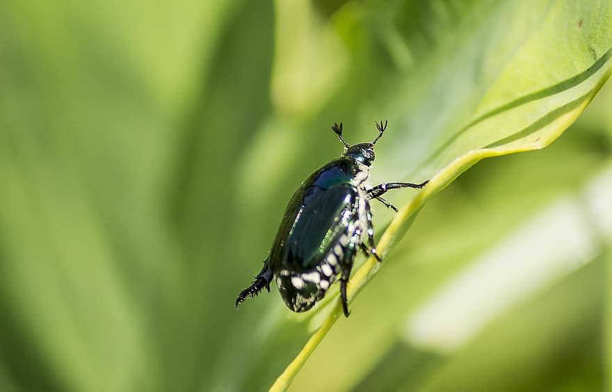 Insect, Beetle, Entomology, Species, Macro, Wildlife, close-up, green color, summer, leaf, plant