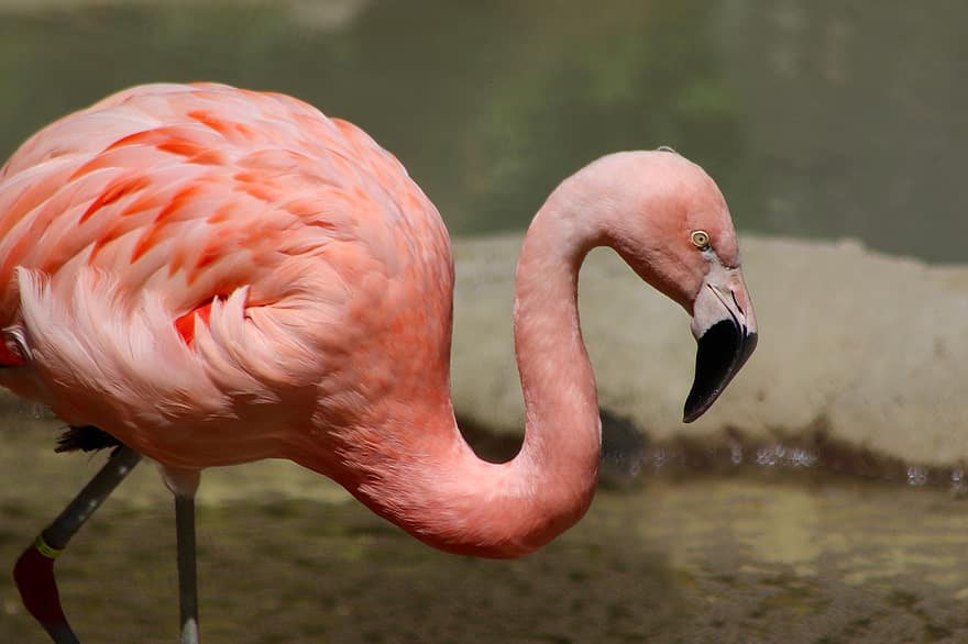 flamingo, jardim zoológico, pena, conta, pássaro aquático, plumagem, Rosa