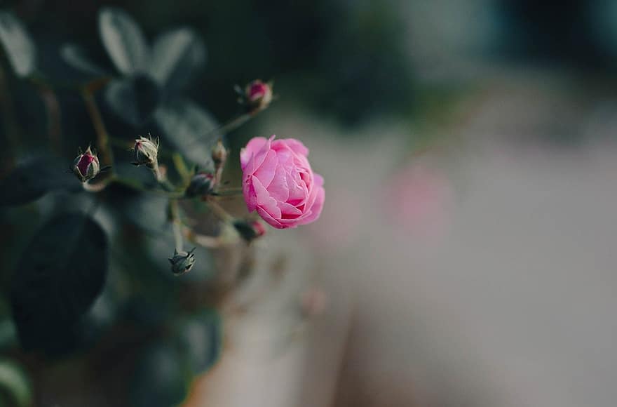 розовый цветок, розовая роза, Роза, цветочные бутоны, сад, цветущее растение, декоративное растение, завод, Флора, природа