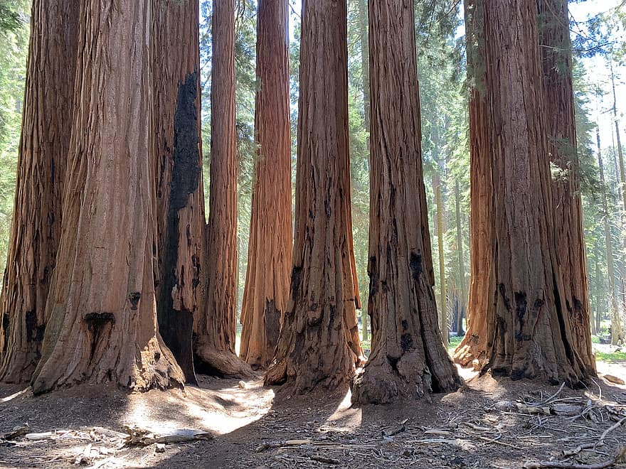 секвоя, дървета, къси спортни гащета, дънери, дървета от секвоя, гора, гори, природа, Национален парк секвоя, Калифорния