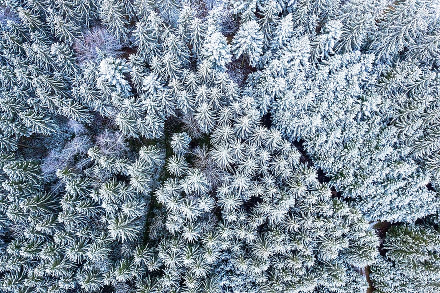 Fir Trees, Forest, Winter, Snow, Frost, Frozen, Cold, Wintry, Winter Forest, Conifer, Firs