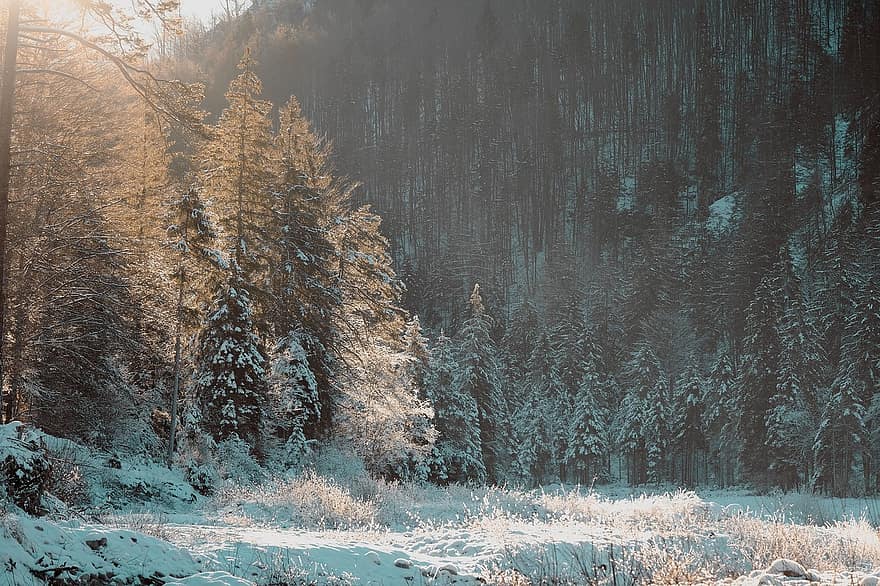 erdő, téli, reggeli hangulat, természet, tájkép, téli táj