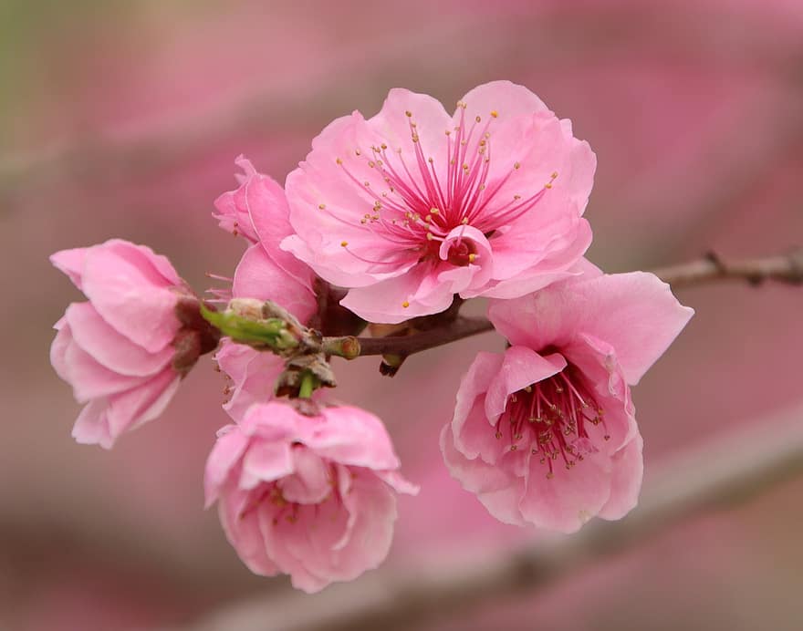 floare de cires, flori, primăvară, roz flori, petale, a inflori, inflori, ramură, copac, natură