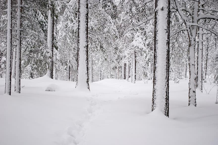 лес, снег, след, зима, дорожка, деревья, снежно, холодно, леса, пейзаж, природа