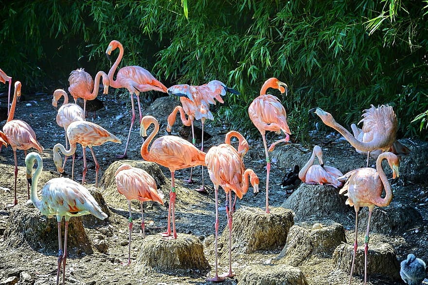 flamingoer, Frankrig, parkere, Villars-les-Dombes