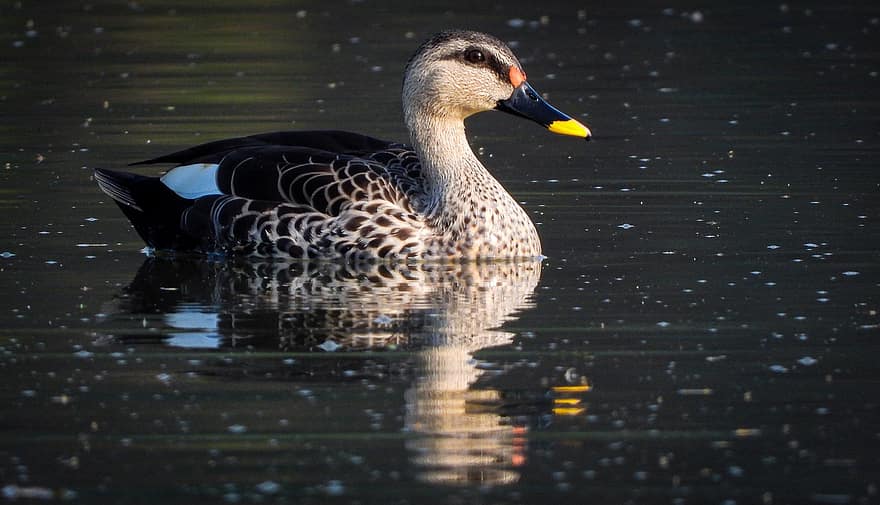Indische Spot-billed Duck, eend, meer, vogel, waterwild, watervogel, dier, dieren in het wild, veren, gevederte, bek