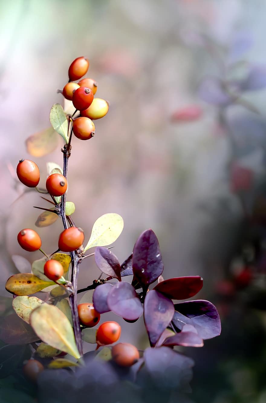 ovoce, bobule, dřišťál, keř, podzim