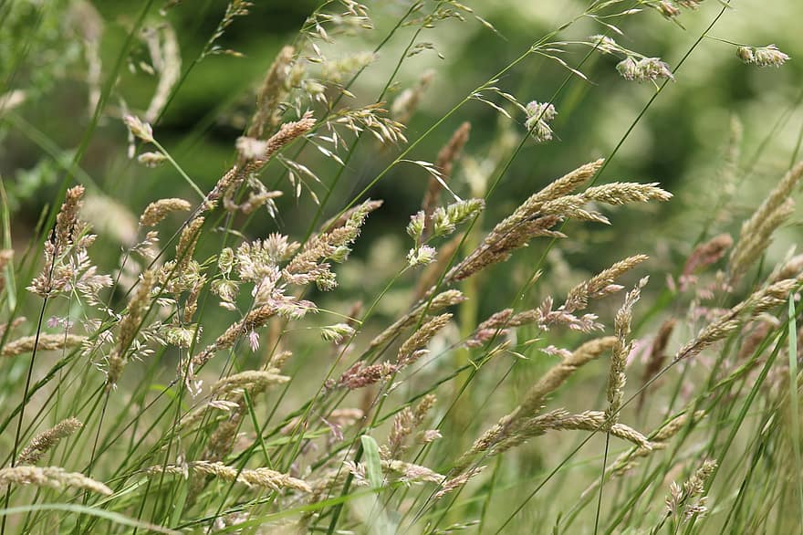 Prairie, fleurs sauvages, les herbes