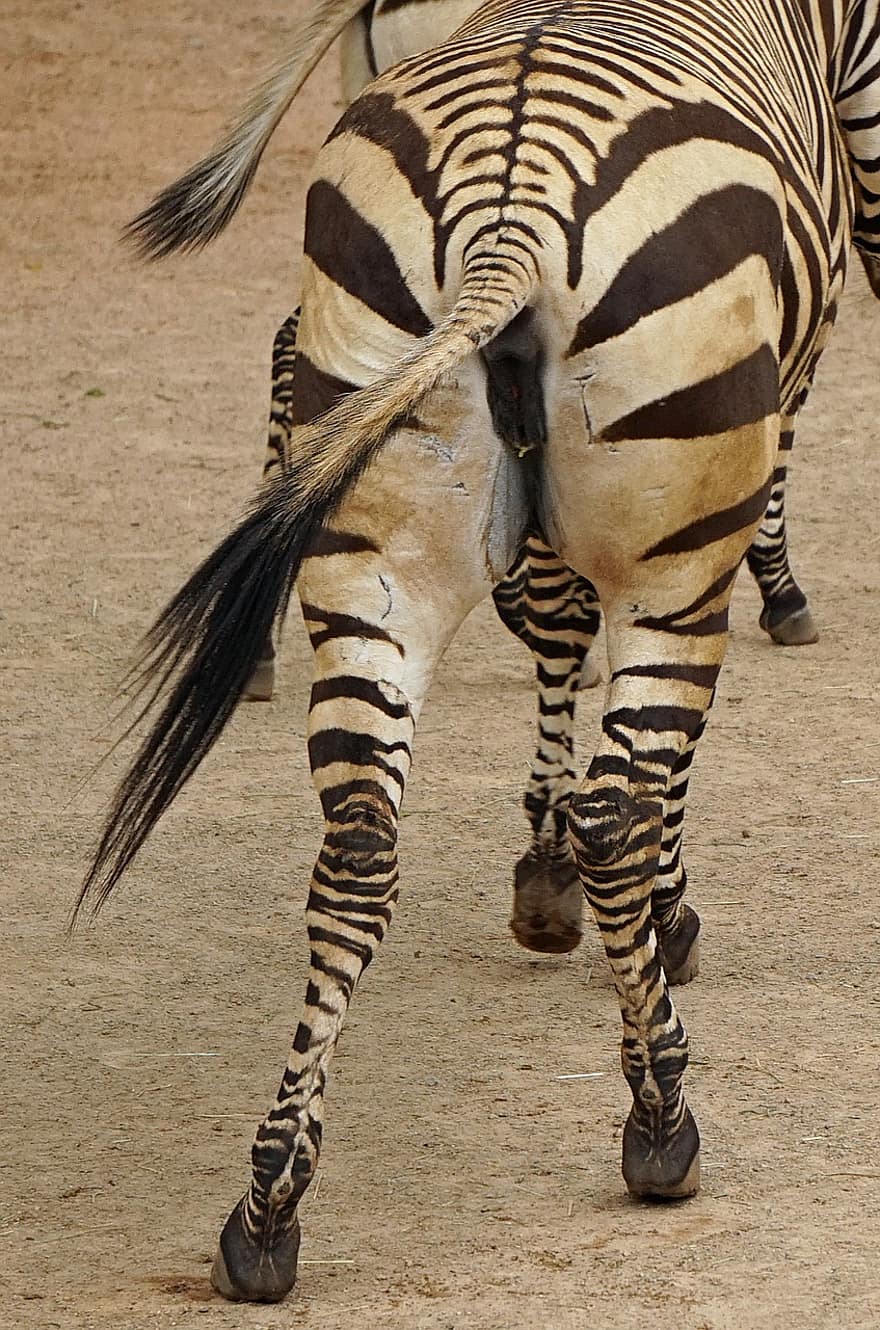 zebra, pantat, hitam dan putih, mamalia, dataran zebra