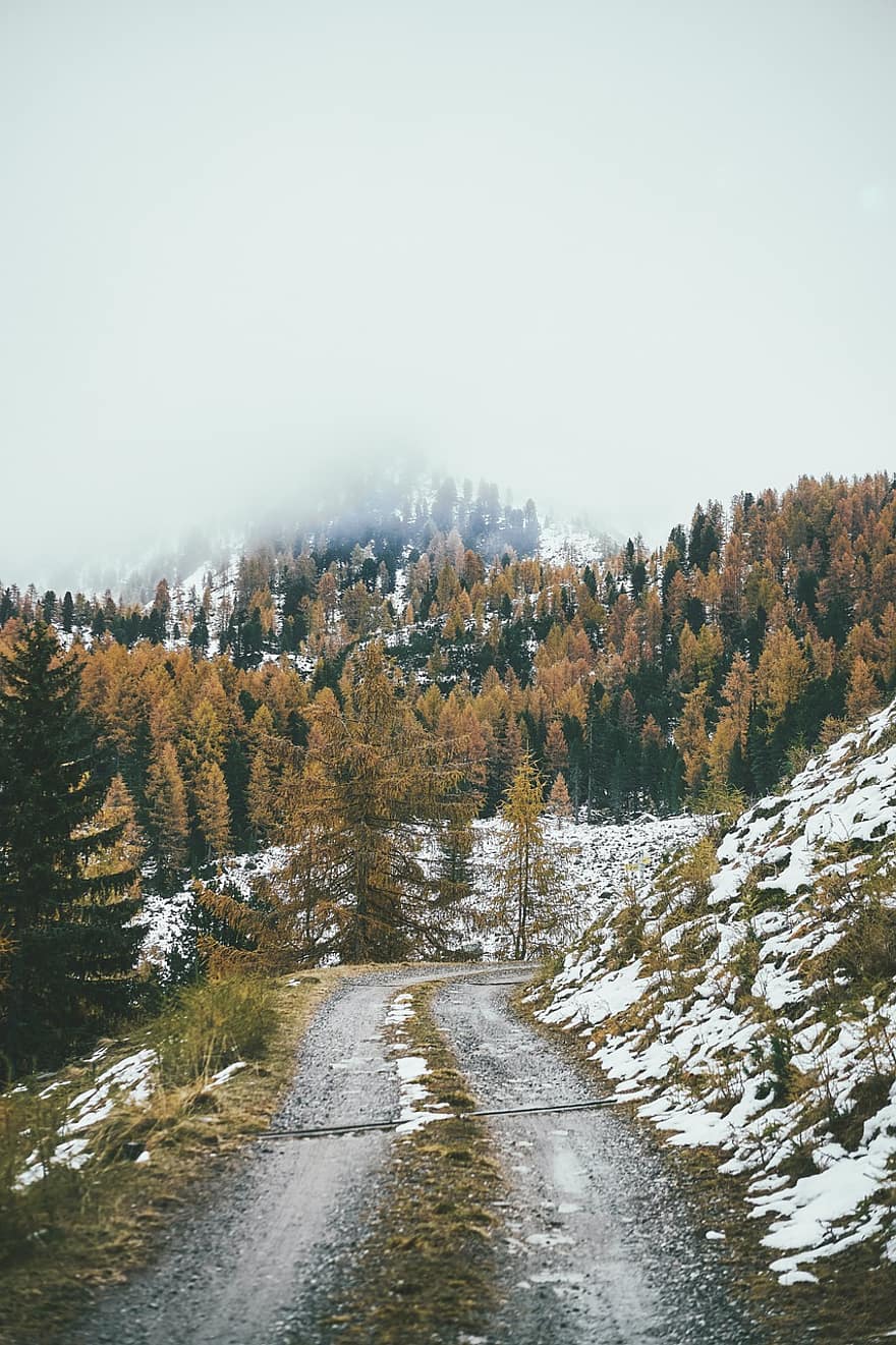 bosque, montañas, invierno