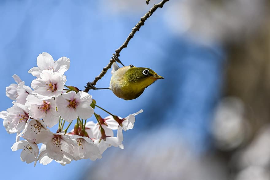 Bird, Warbling White-eye, Ornithology, Species, Fauna, Avian, Wildlife, Animal, Plant, Flowers, Cherry Blossoms