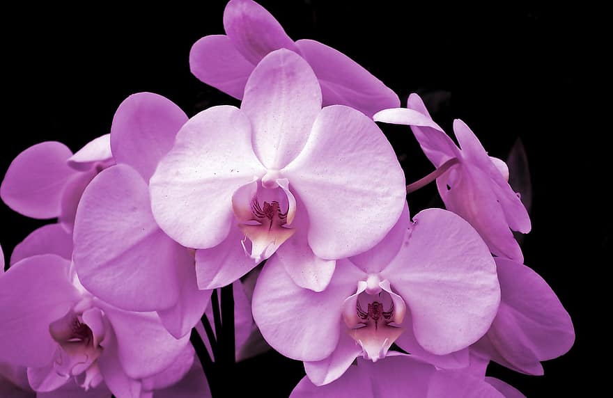 flori, orhidee, natură, plantă, floare, a închide, petală, cap de floare, frunze, Violet, culoarea roz