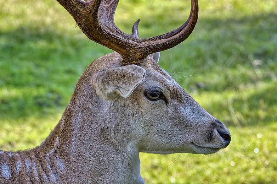 Fallow Deer, Deer, Animal, Male Deer, Antlers, Buck, Mammal, Wild Animal, Wildlife, Wilderness, Fauna