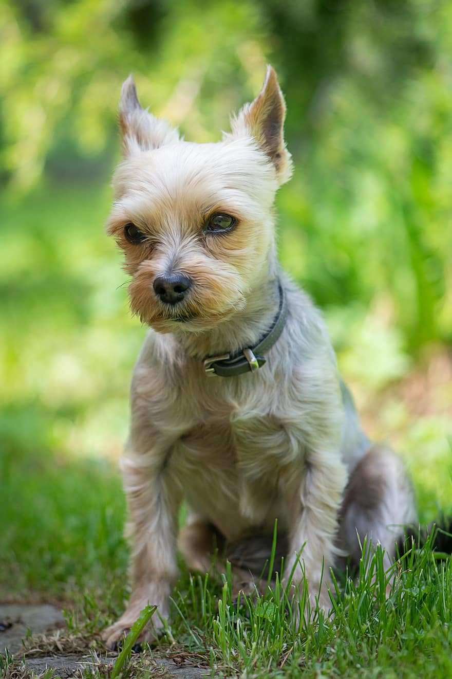yorkshire terrier, perro, Klein, animal, animal domestico, perro de raza pura, jardín, linda, mascotas, pequeña, hierba