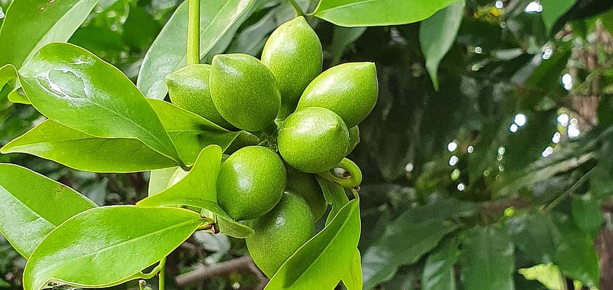 ylang-ylang, frugter, træ, blade, Artabotrys Odoratissimus, grene, natur, blad, friskhed, frugt, grøn farve