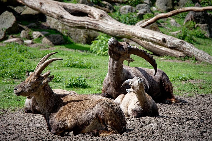 alpine ibex, steinbock, Simpelthen Ibex, Vilde geder, pattedyr, dyr, natur, dyreliv, Zoo, vilde dyr, hornede