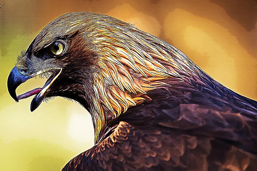 Adler, Raptor, Bird, Bird Of Prey, Bill, Beak, Feathers, Plumage, Ave, Avian, Ornithology