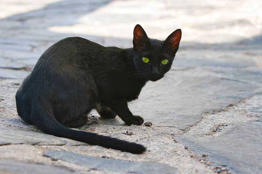 chat, noir, animal, animal de compagnie, chaton, mieze, yeux de chat, chat de ruelle, Grèce, chat domestique, mignonne