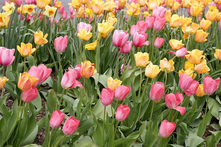 primavera, las flores, vistoso, tulipanes, naturaleza