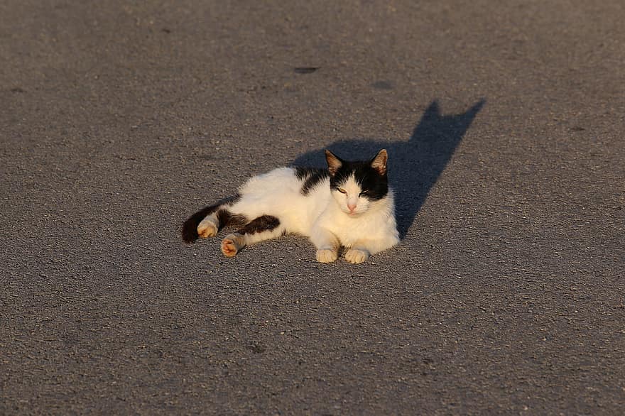кошка, животное, домашнее животное, прокладка, улица, отдыха, заход солнца, домашние питомцы, милый, Домашняя кошка, кошачий
