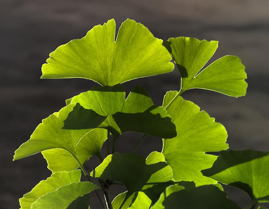 Ginkgo, Leaves, Tree, Branch, Plant, Green Leaves, Sheets, Spring, Nature