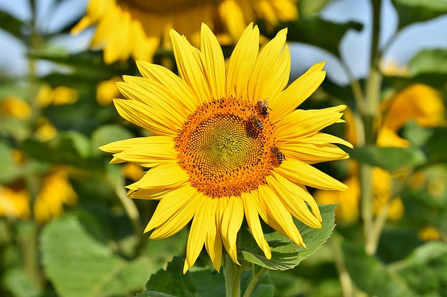 соняшник, пелюстки, бджіл, комахи, цвітіння, поле, Рослина