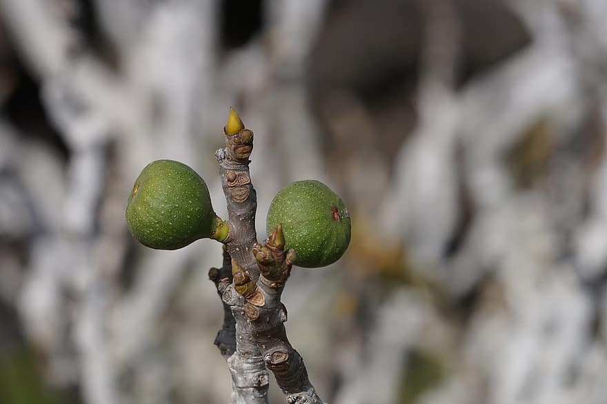 Figs, Fruits, Growth