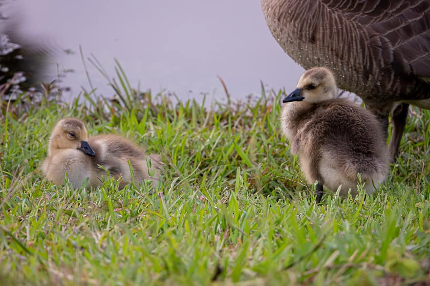 ducks, ducklings, animal, wild, young, gosling, bird, water, feathers, fluffy, cute