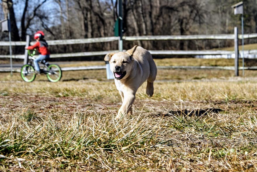koira, pentu, juoksu, juosta, leikkisä, leikkisä koira, onnellinen, ruskea koira, koiran-, muotokuva, koiran muotokuva