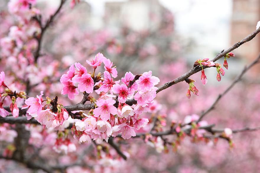 bunga-bunga, sakura, cerasus campanulata, kelopak, cabang, tunas, pohon, flora, musim semi, warna merah jambu, bunga