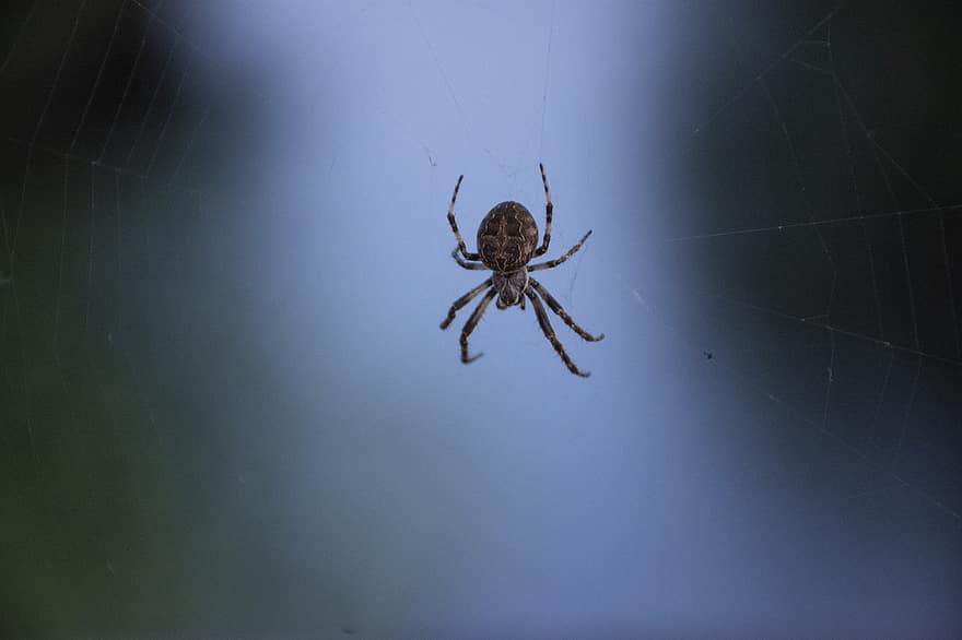 паяк, мрежа, животно, вид от паякообразни, членестоноги, паяжина, дивата природа, природа, близък план