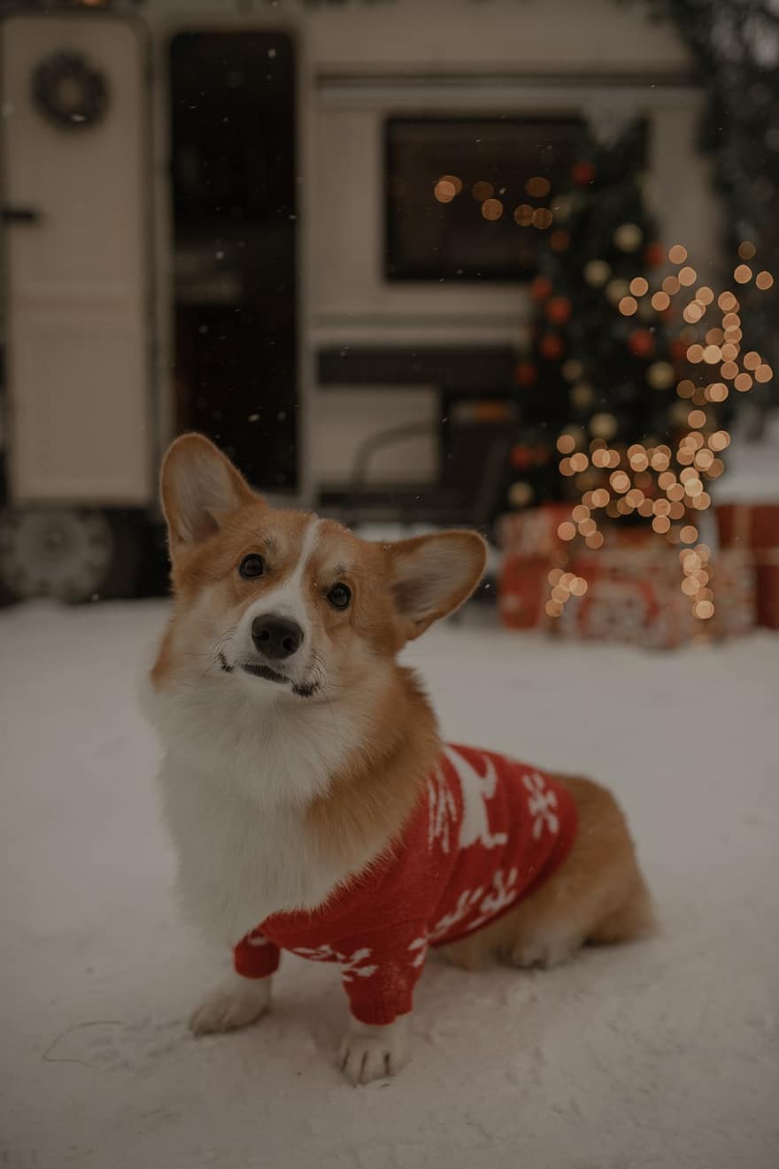 куче, Corgi, пуловер, Коледа, У дома, нова година, дърво, декорации, подаръци, зима, Бъдни вечер
