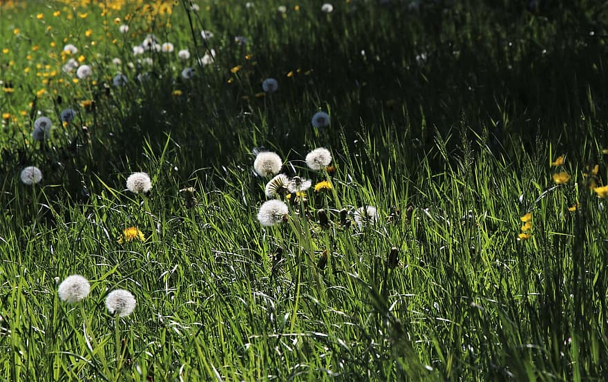 зелена поляна, монахини, светлина, разсъмване, трева, сянка, - посочи той към цветето, диви цветя, в тревата, глухарче заедно, цвете от глухарче