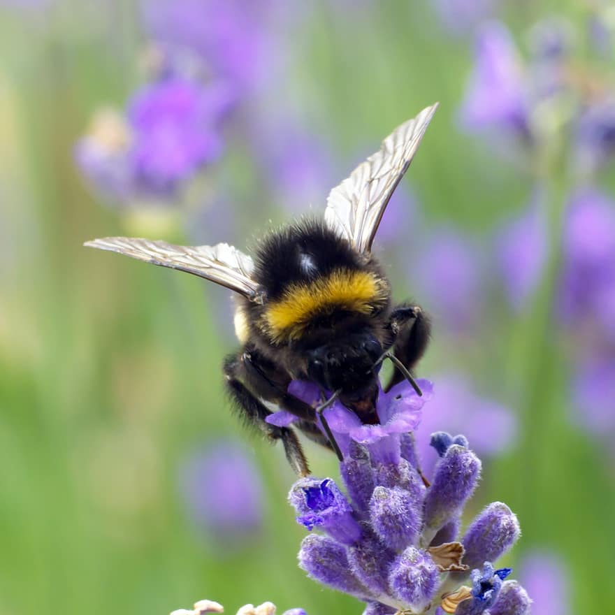 Bie, humle, pollinere, pollinering, insekt, lavendel, blomst, bevinget insekt, vinger, natur, Hymenoptera