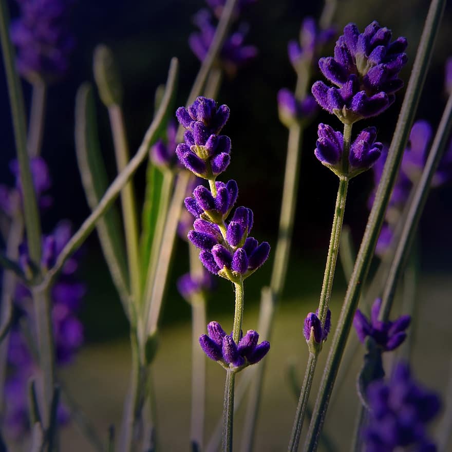 Lavender, Flowers, Violet, Nature, Summer, Herbs, Fragrance, Garden, Lavender Flowers, Lamiaceae, Medicinal Plant