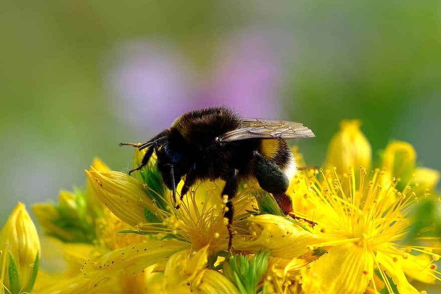 벌, 노란 꽃, 화분, 수분, 곤충, hymenoptera, 날개 달린 곤충, 꽃, 플로라, 동물 상, 자연