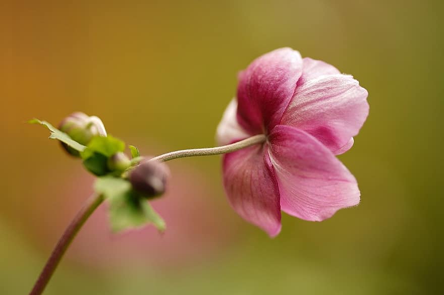 японська анемона, рожева квітка, природи, впритул, квітка, Рослина, пелюстка, літо, лист, головка квітки, макрос