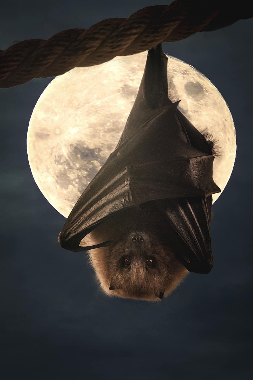 Bat, Moon, Night, Sky, Darkness, Mystic
