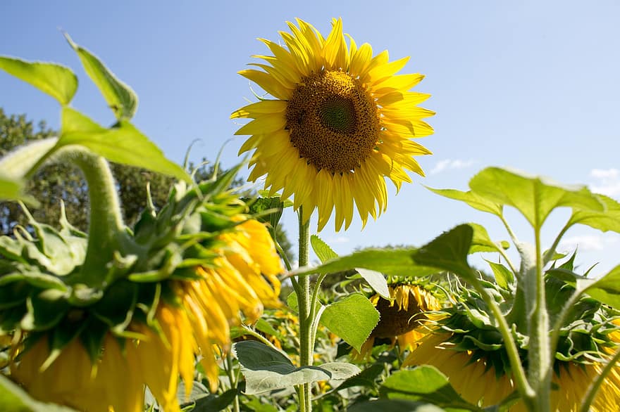 bunga matahari, bunga, bunga-bunga, musim panas, berkembang, kuning, alam, sayur-mayur