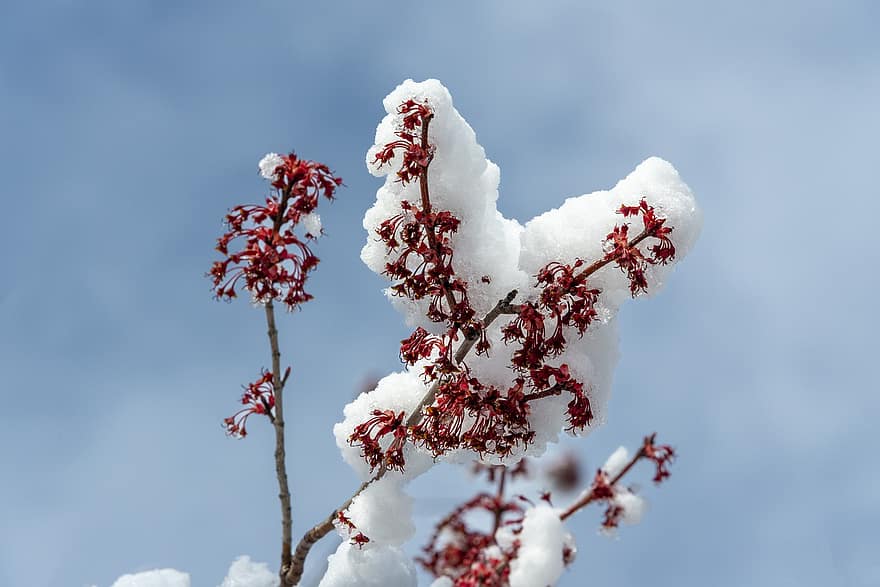 neige, fleurs sauvages, fleurs, les fleurs, Southborough, hiver, la nature, saison, fermer, branche, arbre