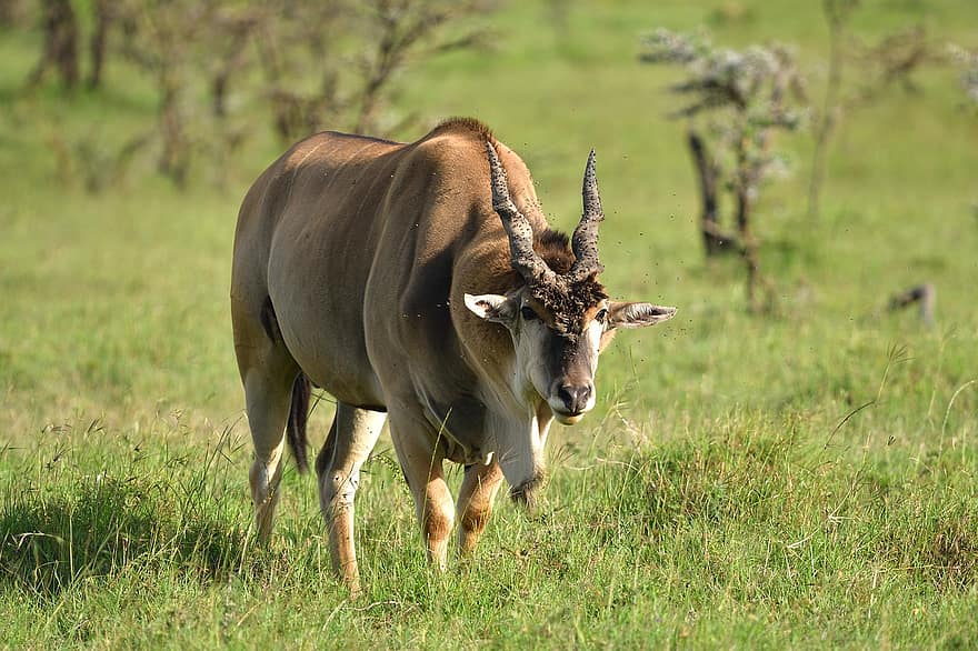 eland común, animal, masai mara, África, fauna silvestre, mamífero