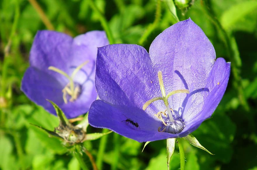 камбанка, цвете, мравка, насекомо, platycodon grandiflorus, синьо цвете, листенца, разцвет, цвят, растение, природа
