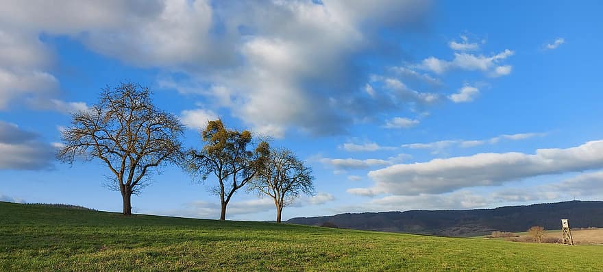 Trees, Nature, Outdoors, Travel, Exploration, Rural, Sky, rural scene, grass, meadow, summer
