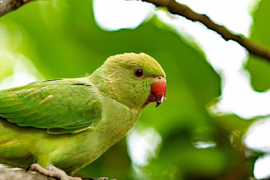 pappagallo, ritratto, verde, uccello, natura, animale, carina, luminosa