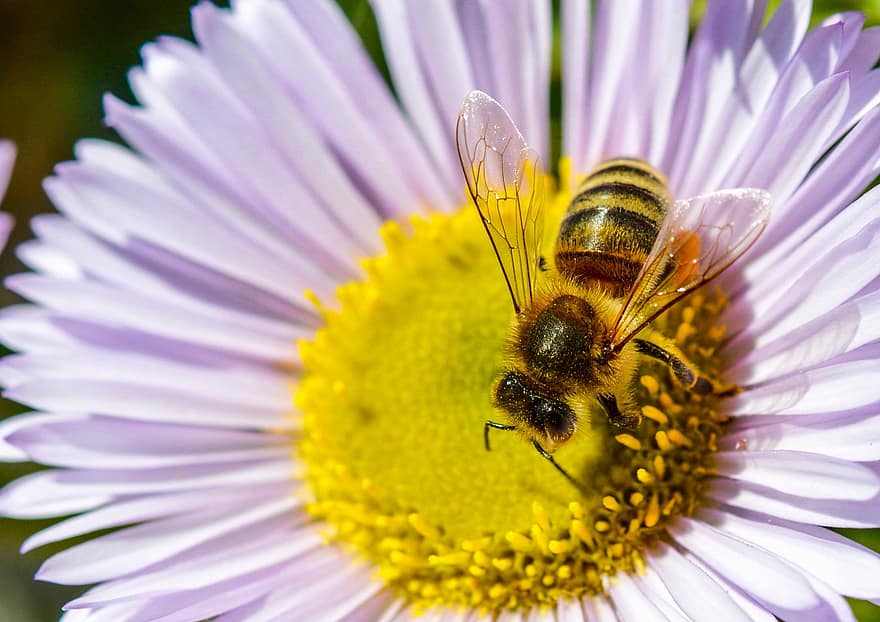 méh, rovar, virág, beporzás, szirmok, növény, kert, természet, makró, közelkép, nyári