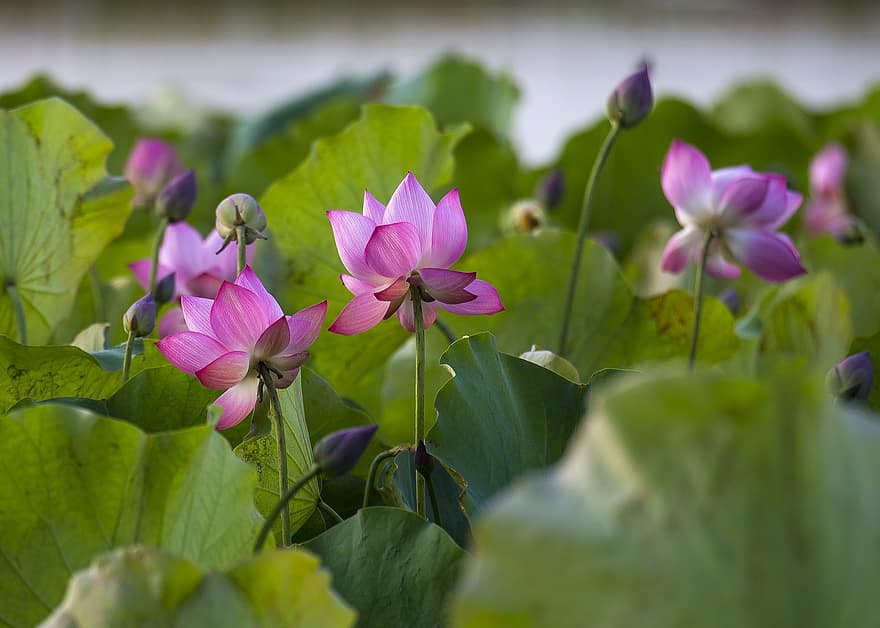 Lotus, Bee, May Flower Season, Vibrant Colors, Pink, Botanical