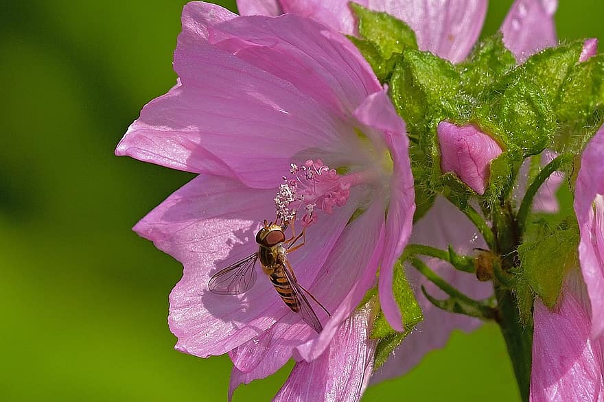 ดอก, เบ่งบาน, hoverfly, ธรรมชาติ, แมลง, ใกล้ชิด, ฤดูร้อน, สวน, ปลูก, ดอกไม้, การผสมเกสรดอกไม้