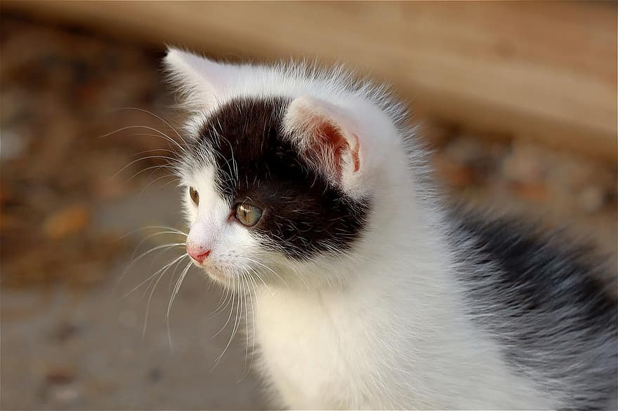 kočka, kotě, kníry, srst, domácí zvíře, zvědavý, zblízka, kočičí oči, roztomilý, domácí mazlíčci, domácí kočka