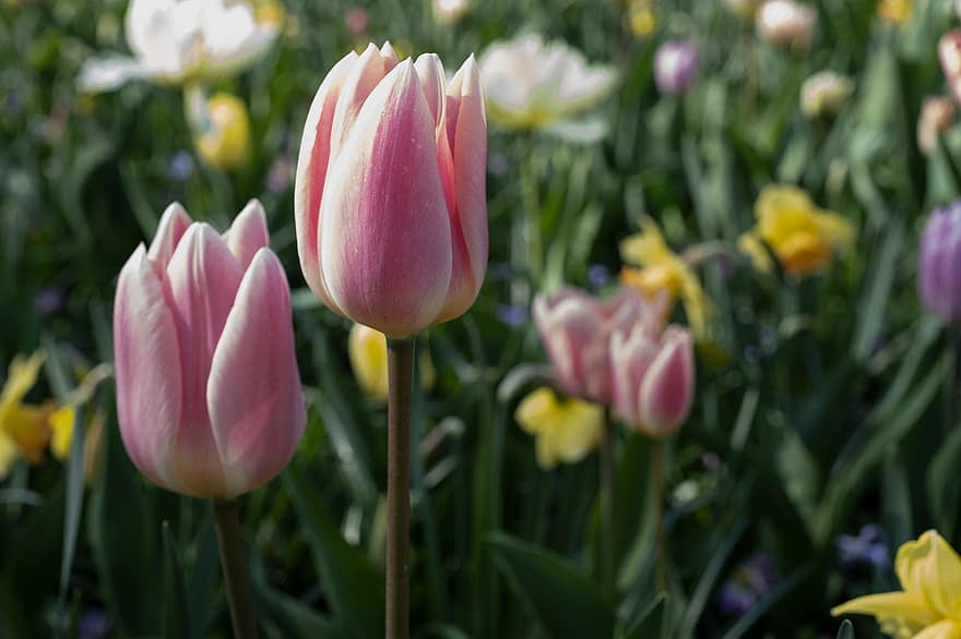 tulipani, fiore, fiori, prato, primavera, rosa, tulipano, pianta, testa di fiore, fiorire, multicolore