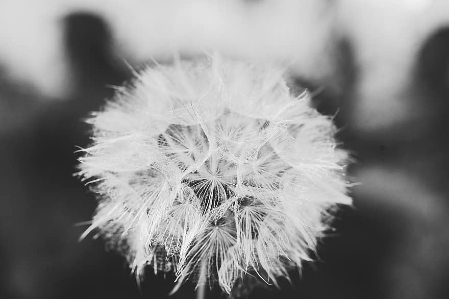 Flowers, Dandelion, Withered, Plant, Natur